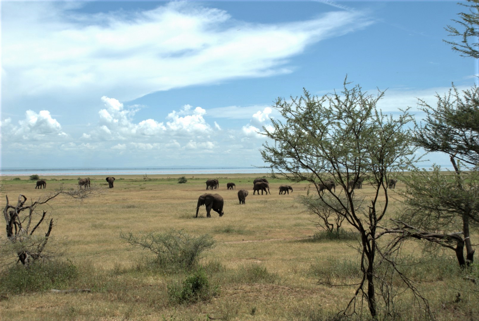 Elephants near Kilimanjaro